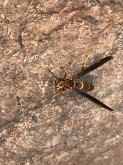 Polistes arizonensis