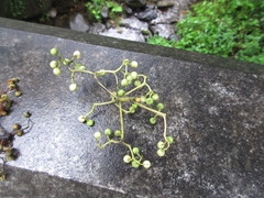 Cornus controversa