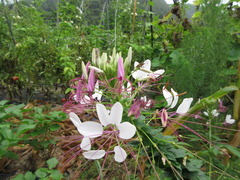 Cleome spinosa