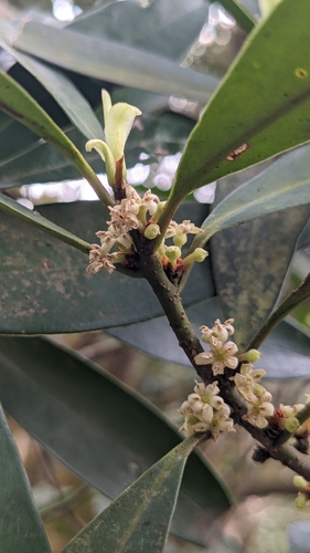 Myrsine seguinii, photograph 4