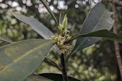 Myrsine seguinii, photograph (c) 許文俊, some rights reserved (CC BY-SA)