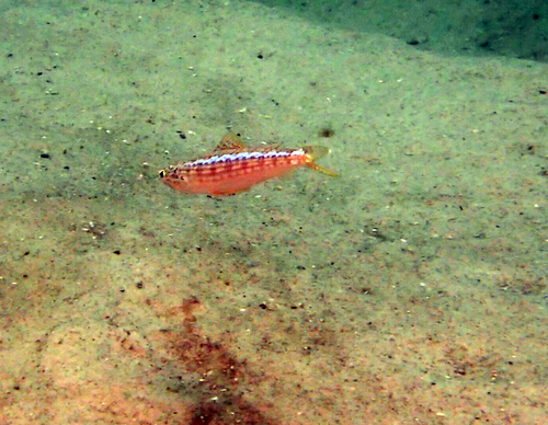 Snakefish (Synodus myops) — Synodontidae — 5