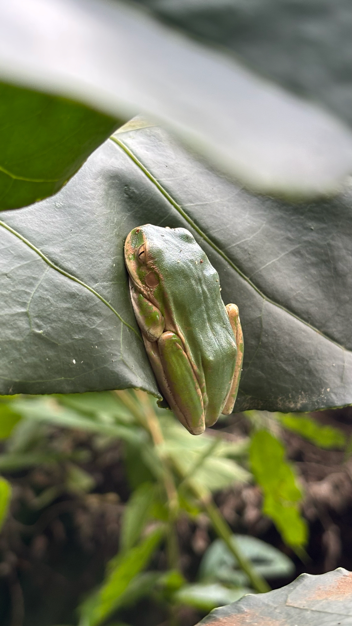 Leptopelis natalensis (Smith, 1849)