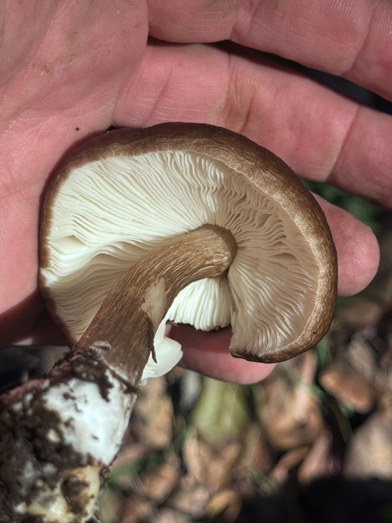 Pluteus exilis · February 2026 · photo: © el-markos (iNaturalist, cc-by)
