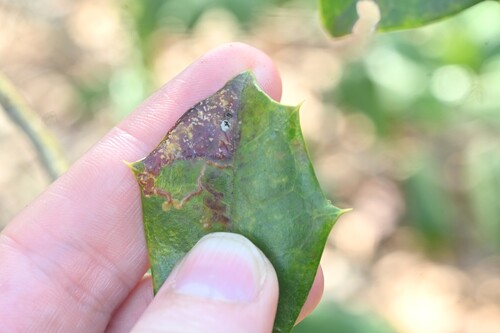 Unknown species found near Clemson University, SC, USA