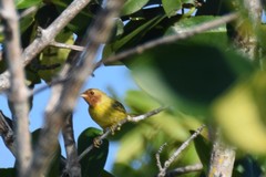 Setophaga petechia rhizophorae