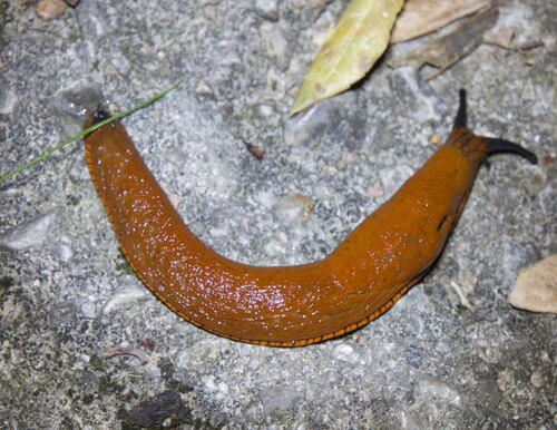 Arion vulgaris