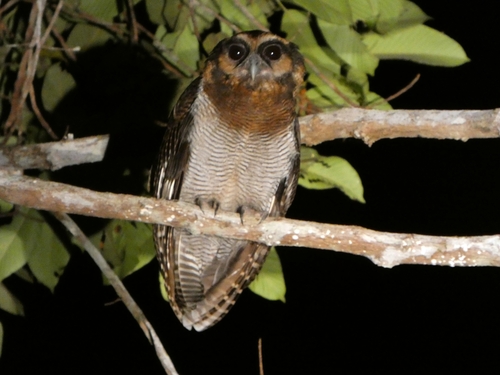 Brown Wood Owl (Strix leptogrammica), photo 4