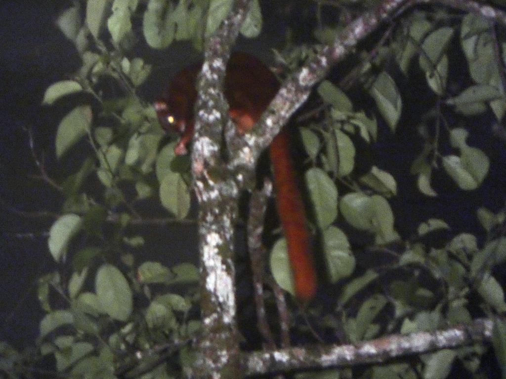 Thomas’s Flying Squirrel