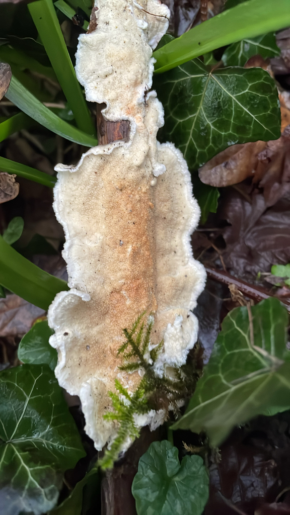 Byssomerulius corium · February 2026 · photo: © cd9115 (iNaturalist, cc0)