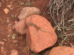 Ctenotus septenarius