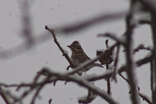 Rustic Bunting