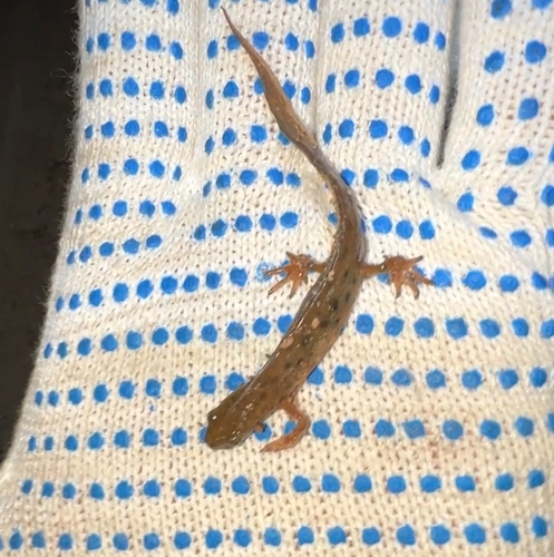 Smooth Newt
