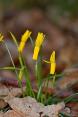 Narcissus cyclamineus