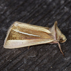 Plusia venusta