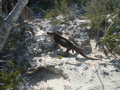 Andros Island Iguana, Cyclura cychlura
