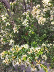 Metrosideros stipularis