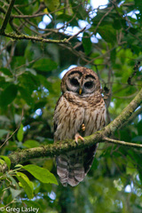 Strix fulvescens