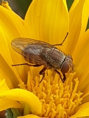 Metallea incisuralis