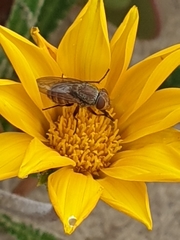 Metallea incisuralis