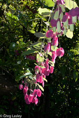 Passiflora membranacea