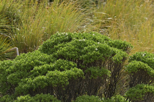 Veronica evenosa