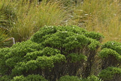 Veronica evenosa