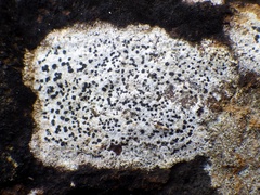 Rhizocarpon petraeum