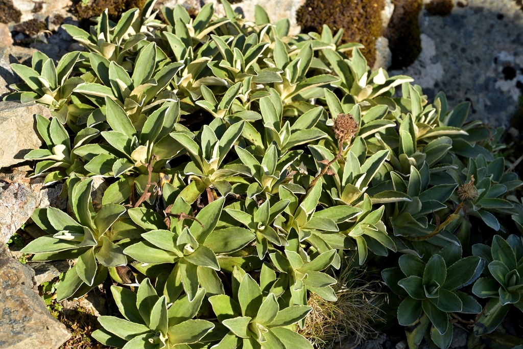 Celmisia hieraciifolia; photograph (c) Christopher Stephens, some rights reserved (CC BY-SA)