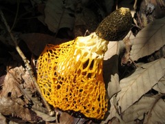 Phallus luteus