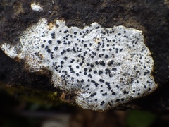 Rhizocarpon petraeum