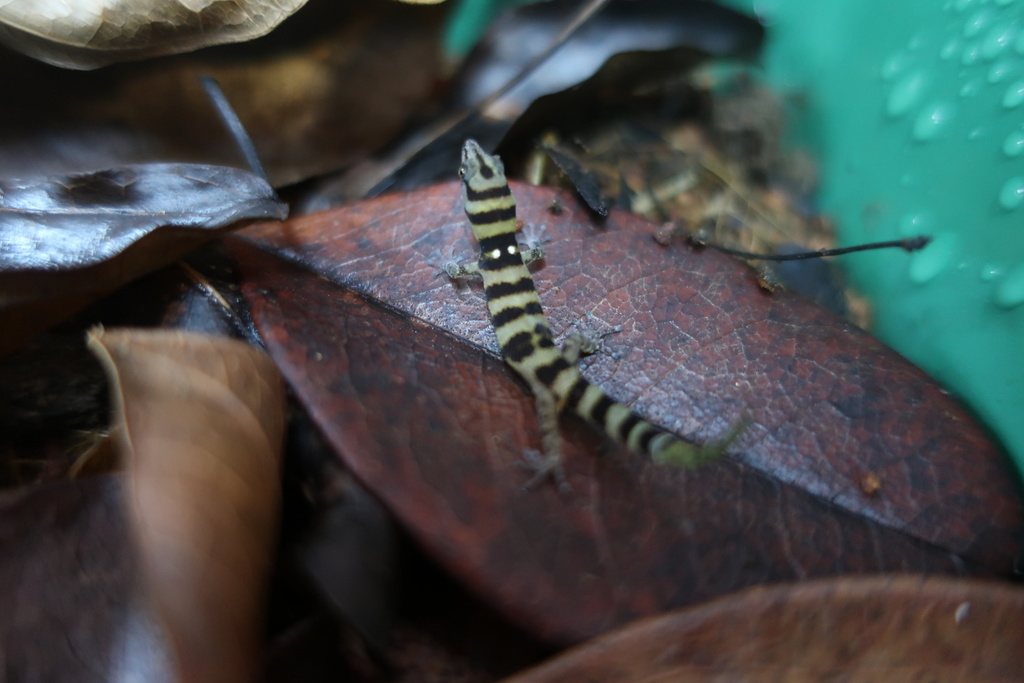 Haitises Banded Geckolet