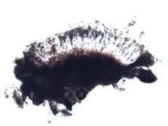 Rhizocarpon petraeum