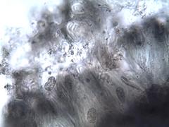 Rhizocarpon petraeum