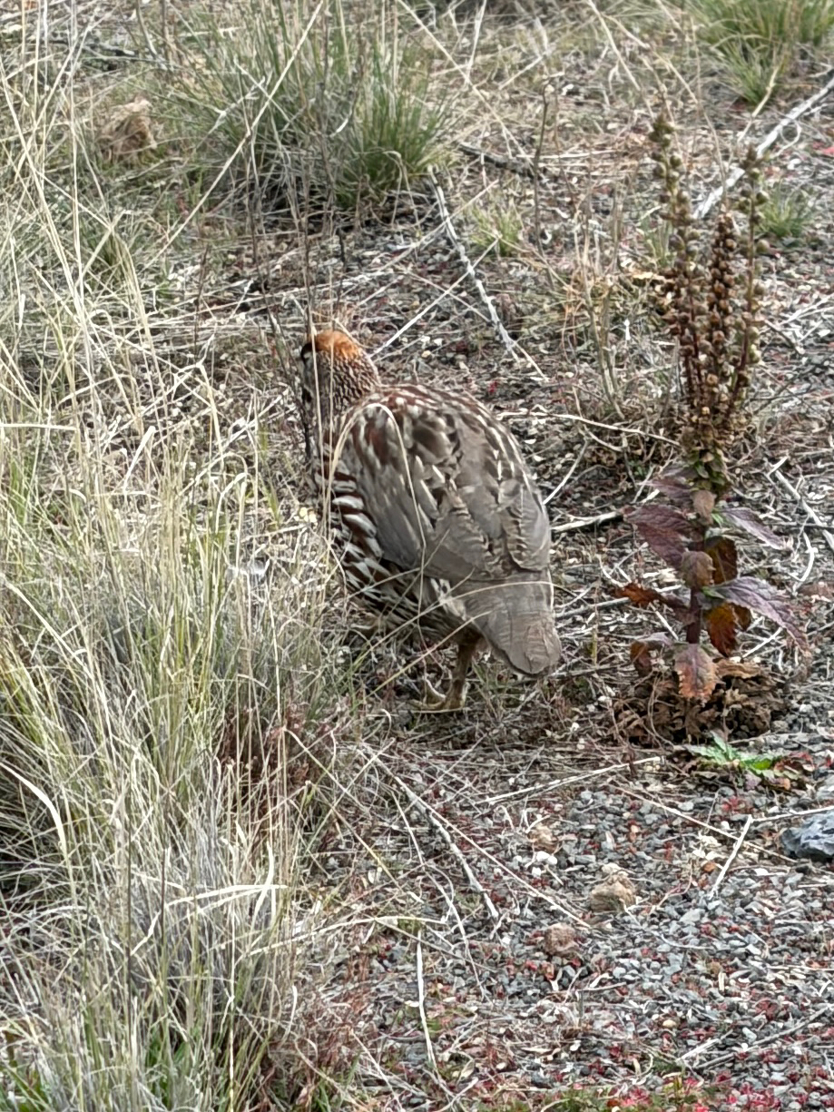 Erckel's Spurfowl (Pternistis erckelii), photo 2
