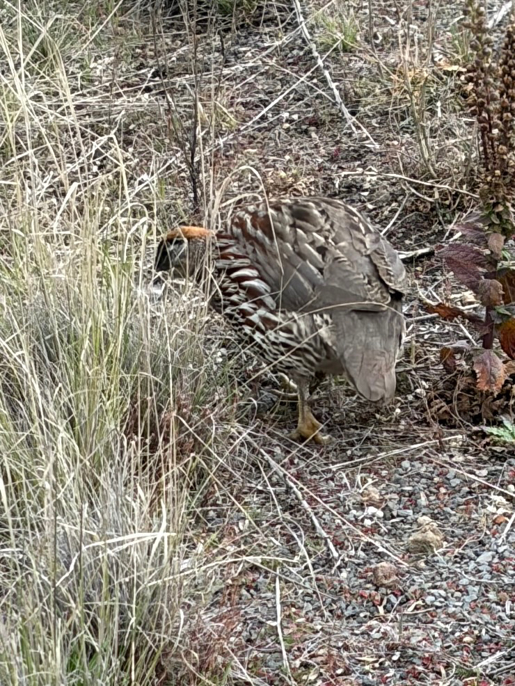 Erckel's Spurfowl (Pternistis erckelii), photo 1