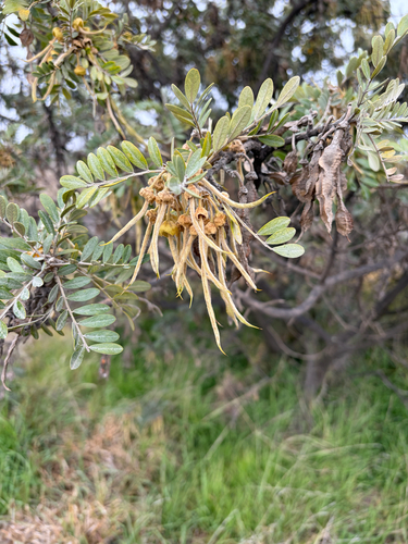 Māmane (Sophora chrysophylla)