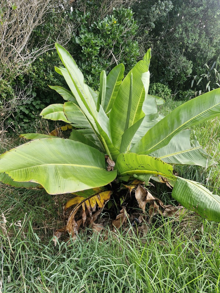Chuối Ethiopia – Ensete ventricosum