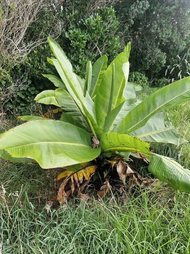Abyssinian banana (Ensete ventricosum)
