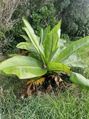Bananier D'abyssinie (Ensete ventricosum)