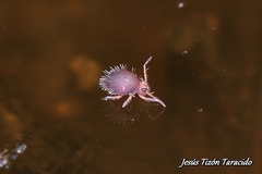 Caprainea marginata