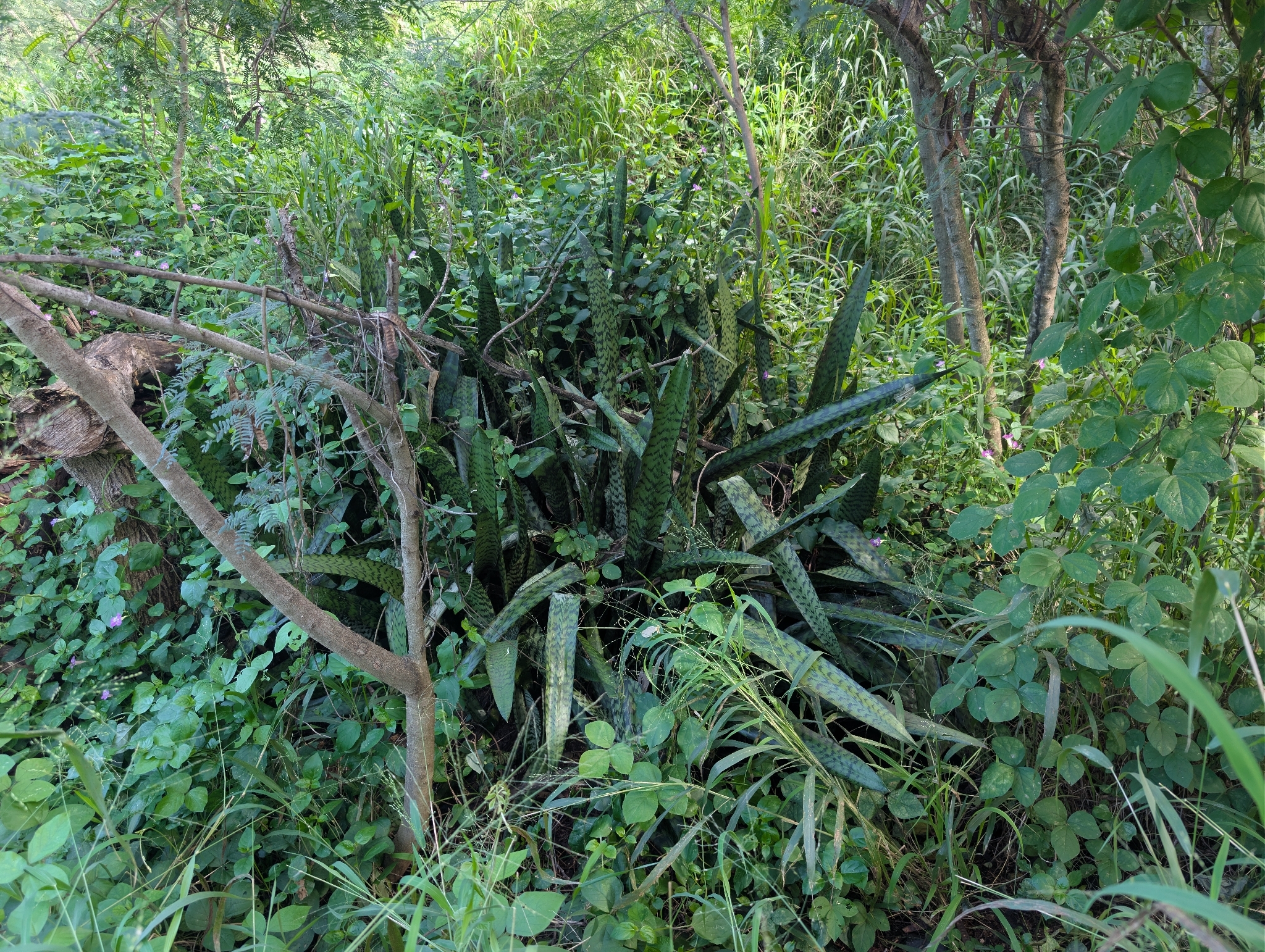 Viper's Bowstring Hemp (Sansevieria trifasciata)