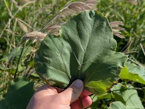 Xanthium strumarium observed 2026-02-23