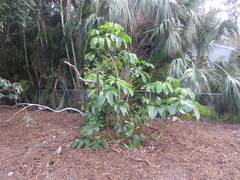 Heptapleurum actinophyllum