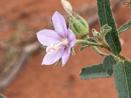 Hibiscus burtonii