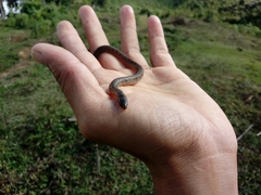 Atractus manizalesensis