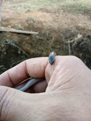 Atractus manizalesensis