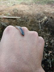 Atractus manizalesensis