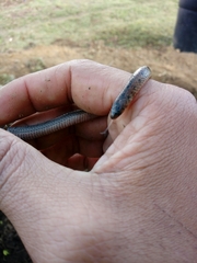 Atractus manizalesensis