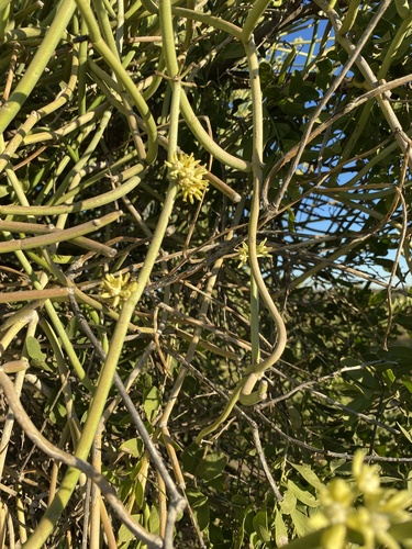 Cynanchum viminale australe